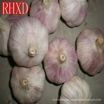 fresh garlic producers